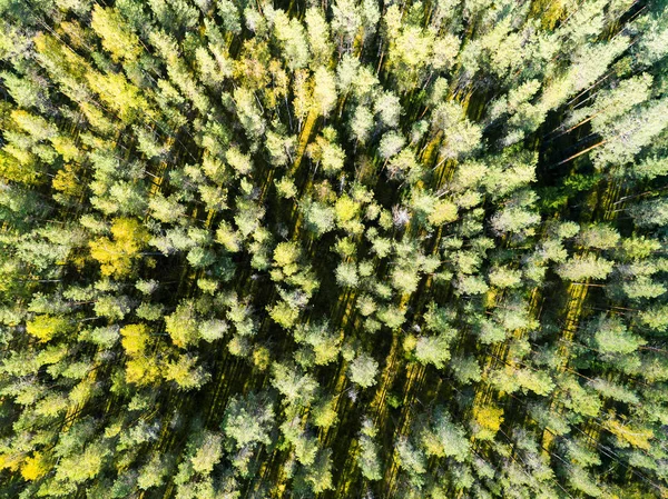 Aerial view of a green forest. Beautiful landscape. Clouds over the green forest. Aerial bird\'s eye trees. Aerial top view forest. Texture of forest view from above. Top view