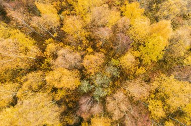 Havadan görünümü üzerinden canlı sonbahar renkleri sırasında orman. Havadan görünümü Woods. Hava sonbahar orman. Orman sarı ağaçları ve güzel manzara yukarıdan hava dron görünümü.