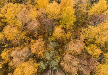 Havadan görünümü üzerinden canlı sonbahar renkleri sırasında orman. Havadan görünümü Woods. Hava sonbahar orman. Orman sarı ağaçları ve güzel manzara yukarıdan hava dron görünümü. Sonbaharda yapraklar havadan görünümü