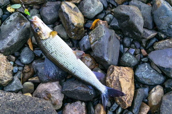 Grayling Caught Fly Fishing Tackle Angler Releasing Arctic Grayling Grayling — Stock Photo, Image