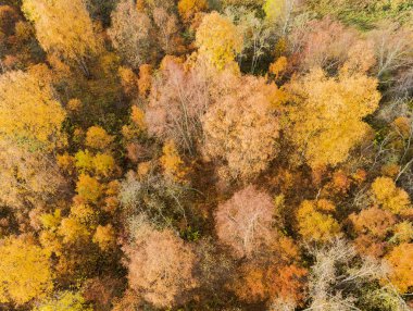 Havadan görünümü üzerinden canlı sonbahar renkleri sırasında orman. Havadan görünümü Woods. Hava sonbahar orman. Orman sarı ağaçları ve güzel manzara yukarıdan hava dron görünümü. Sonbaharda yapraklar havadan görünümü