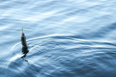 Grayling balığı bir yem yakaladı. Nehir grayling kanca. Yem gölge balığı balık tutan balıkçı. Kavramlar başarılı balıkçılık. Olta ile büyük bir balık yakalamak