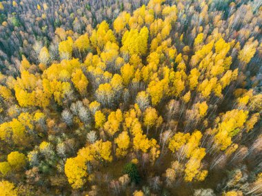 Havadan görünümü üzerinden canlı sonbahar renkleri sırasında orman. Havadan görünümü Woods. Hava sonbahar orman. Orman sarı ağaçları ve güzel manzara yukarıdan hava dron görünümü. Sonbaharda yapraklar havadan görünümü