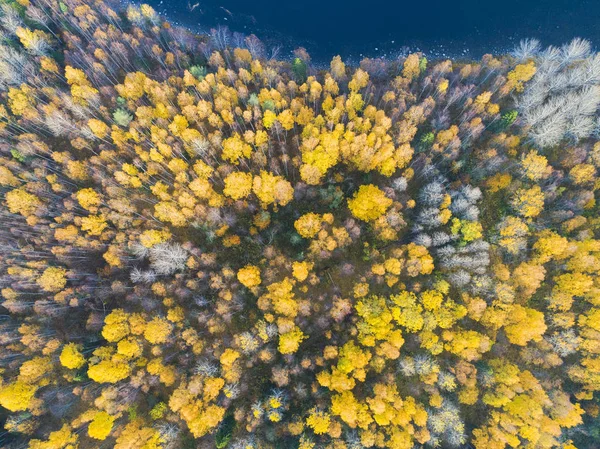 Luftaufnahme Über Den Wald Bei Leuchtenden Herbstfarben Luftaufnahme Der Küste — Stockfoto