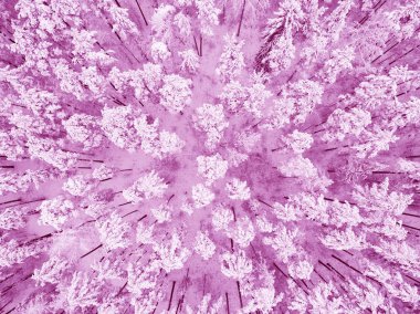 Havadan görünümü bir kış karla kaplı çam ormanı. Kış orman dokusu. Havadan görünümü. Hava dron görünümünü bir kış manzarası. Kar orman kaplı. Hava fotoğrafçılığı. Kırmızı tonları