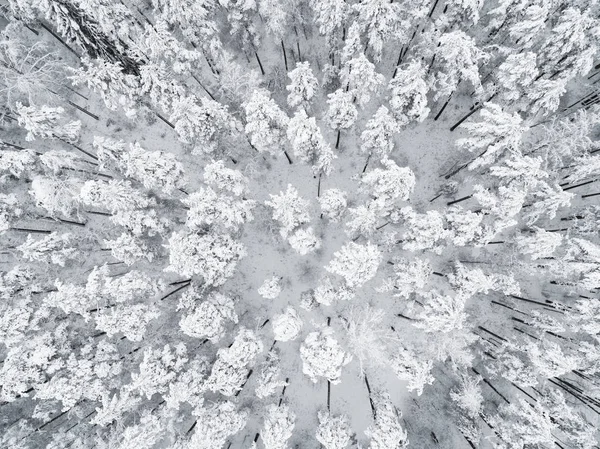 Widok Powietrza Zimowy Las Sosnowy Pokryty Śniegiem Zimowy Las Tekstury — Zdjęcie stockowe