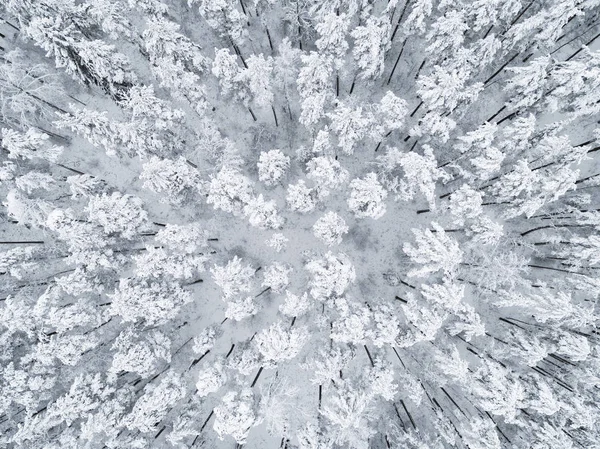 Vista Aérea Bosque Pinos Cubierto Nieve Invierno Textura Del Bosque — Foto de Stock
