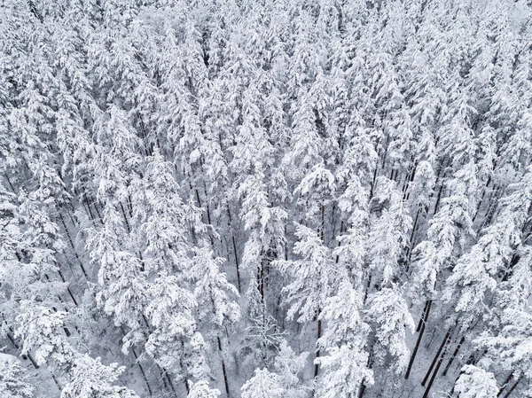 Luchtfoto Van Een Winter Besneeuwd Dennenbos Winterbostextuur Luchtfoto Luchtdrone Zicht — Stockfoto