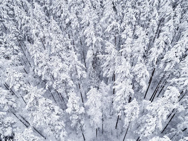 Вид Повітря Зимовий Засніжений Сосновий Ліс Зимова Текстура Лісу Вид — стокове фото