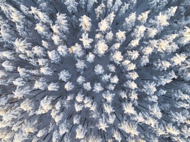 Kışın karla kaplı çam ormanının havadan görünüşü. Kış ormanı dokusu. Hava görüntüsü. Kış manzarasının insansız hava aracı görüntüsü. Karla kaplı orman. Hava fotoğrafçılığı