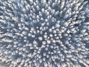 Kışın karla kaplı çam ormanının havadan görünüşü. Kış ormanı dokusu. Hava görüntüsü. Kış manzarasının insansız hava aracı görüntüsü. Karla kaplı orman. Hava fotoğrafçılığı
