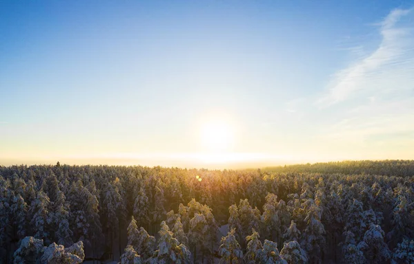 Veduta Aerea Tramonto Oro Sulla Pineta Innevata Invernale Struttura Forestale — Foto Stock