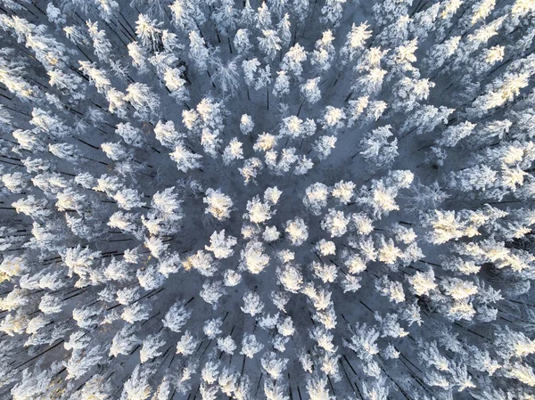 Widok Powietrza Zimowy Las Sosnowy Pokryty Śniegiem Zimowy Las Tekstury — Zdjęcie stockowe