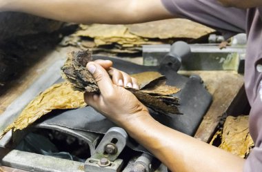 Puro Tütün Fabrikası'nda geleneksel imalatı. Closeup eski bir puro tütün yaprakları gelen geleneksel puro imalatında yapma eller. Bir puro tütün yaprakları gelen yapım el yakın çekim.