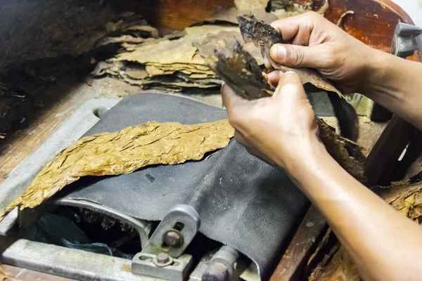 Traditional manufacture of cigars at the tobacco factory. Closeup of old hands making a cigar from tobacco leaves in a traditional cigar manufacture. Close up of hands making a cigar from tobacco leaves.