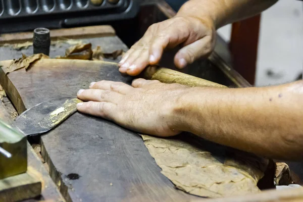 Traditional manufacture of cigars at the tobacco factory. Closeup of old hands making a cigar from tobacco leaves in a traditional cigar manufacture. Close up of hands making a cigar from tobacco leaves.