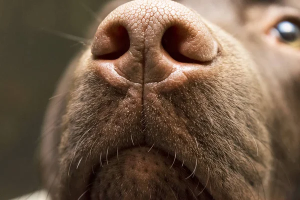 A brown nose of Labrador close up. Chocolate Labrador retriever nose. Brown labrador.