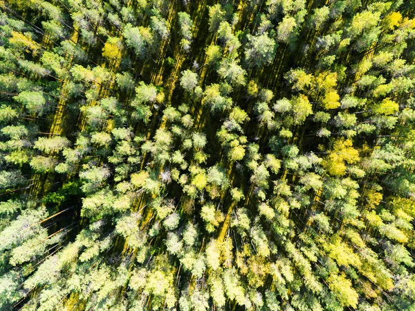 Luftaufnahme eines grünen Waldes. schöne Landschaft. Wolken über dem grünen Wald. Bäume aus der Vogelperspektive. Wald von oben gesehen. Textur des Waldbildes von oben. Ansicht von oben — Stockfoto