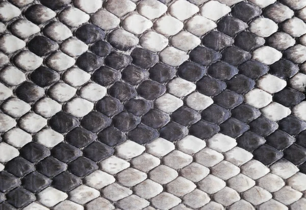 Estructura patrón de piel de serpiente natural. Fondo de piel de pitón. Fondo de textura de piel de pitón. La textura de piel de serpiente de cuero genuino. Textura serpiente de fondo. Macro tiro — Foto de Stock