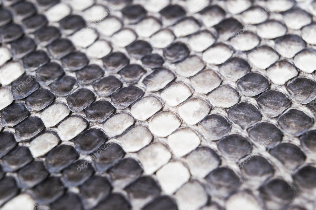 Structure natural snake skin pattern. Piton skin background. Python skin texture background. The texture of genuine leather snake skin. Snake texture background. Macro shot