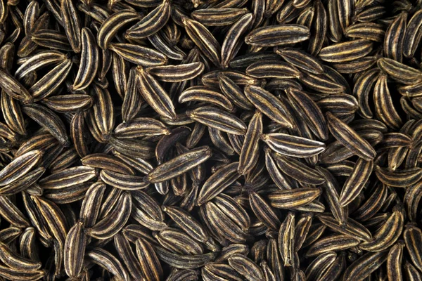Macro shot de sementes de alcaravia orgânica secas. Fundo de sementes de alcaravia. Textura de tempero natural. Fechar . — Fotografia de Stock