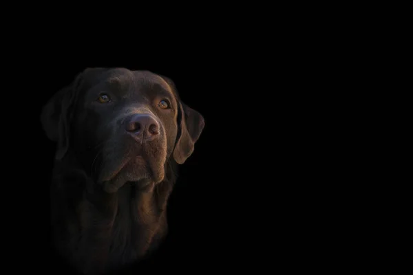 Arc portré barna csokoládé labrador retriever kutya elszigetelt fekete háttérrel. Kutyaarc közelről. Fiatal aranyos aranyos barna labrador retriever. — Stock Fotó
