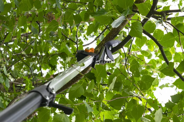 Alberi da potatura stagionali con cesoie da potatura. Giardiniere potatura alberi da frutto con cesoie potatura. Mi prendo cura del giardino. Taglio ramo d'albero . — Foto Stock