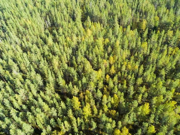 Vista aerea di una foresta verde. Bellissimo paesaggio. Nuvole sopra la foresta verde. Alberi a volo d'uccello. Foresta aerea vista dall'alto. Struttura di vista di foresta dall'alto. Vista dall'alto — Foto Stock