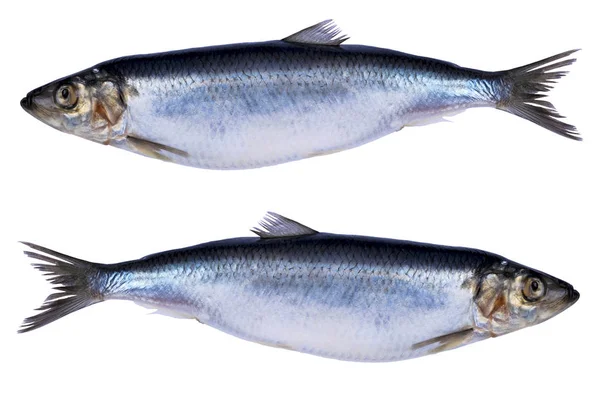 Peixe arenque isolado sobre fundo branco. Grupo de peixes congelados. Peixe atlântico gelado. Arenques. Padrão de arenque. Textura arenosa. Um espaço vazio. Espaço de cópia . — Fotografia de Stock