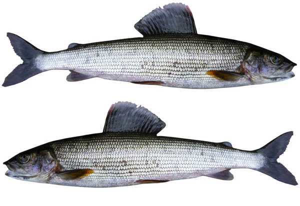 Peces grises árticos aislados sobre fondo blanco. Peces de agua dulce. Increíble pescado deportivo . — Foto de Stock