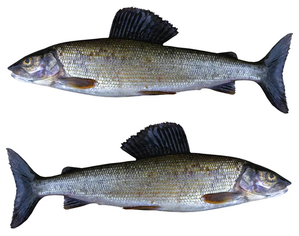 Peces grises árticos aislados sobre fondo blanco. Peces de agua dulce. Increíble pescado deportivo . —  Fotos de Stock