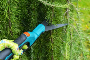 Mevsimlik budama makasıyla budama ağaçları. Koruyucu eldivenler giymiş dişi bahçıvan. Ağaç yapraklarını budama makası ile buduyor. Bahçe makası ile bahçeyle ilgilenmek. Ağaç dalları kesiliyor