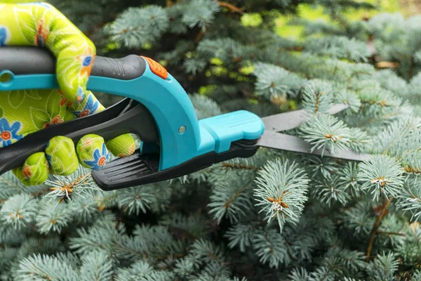 Seasonal pruning trees with pruning shears. Female gardener hand in protective gloves pruning tree leaves with pruning shears. Taking care of garden with garden scissors. Cutting tree branch