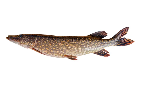 Lucio Aislado Sobre Fondo Blanco Con Ruta Recorte Grandes Peces — Foto de Stock