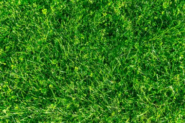 Taze çimenler. Çimen golf sahaları yeşil çimen desenli. Yeşil çimen dokusu. Bahçedeki en iyi çim manzarası. Çim arkaplan dokusu.