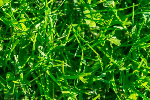 Φρέσκο Γρασίδι Κοντά Macro Πυροβόλησε Γήπεδα Γκολφ Γρασίδι Πράσινο Μοτίβο — Φωτογραφία Αρχείου