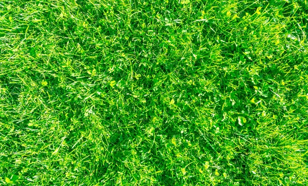 Herbe Fraîche Terrains Golf Herbe Texture Motif Pelouse Verte Herbe — Photo