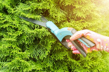 Mevsimlik budama makasıyla budama ağaçları. Koruyucu eldivenler giymiş dişi bahçıvan. Ağaç yapraklarını budama makası ile buduyor. Bahçe makası ile bahçeyle ilgilenmek. Ağaç dalları kesiliyor