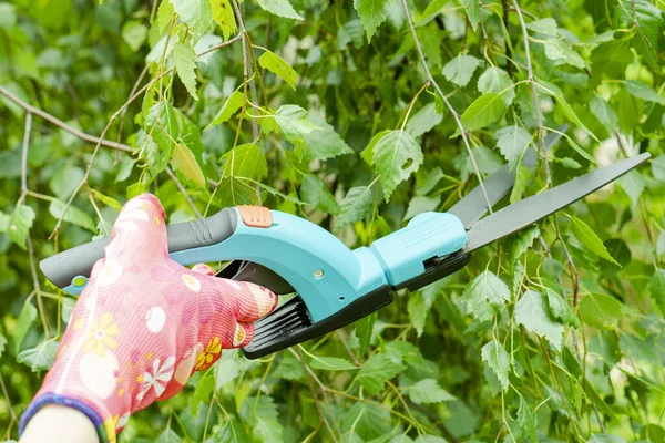 Poda Estacional Árboles Con Tijeras Podar Mano Jardinero Femenina Guantes —  Fotos de Stock