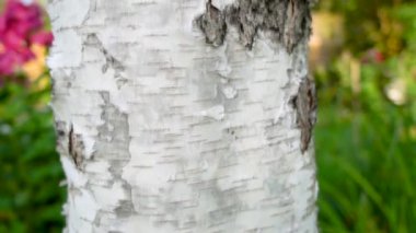 Ağaç gövdesi boyunca yavaş ilerleyin. Huş ağacının gövdesi ağır çekimde. Bir huş ağacının gövdesine tırmanıyorum.