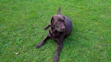Çim tarlasında kahverengi bir labrador av köpeği. Yeşil çimenlik yaz parkında şirin Çikolatalı Labrador Retriever.