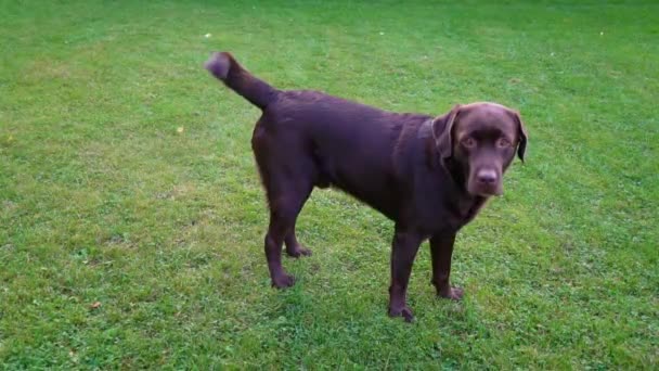 Labrador Brun Récupérant Sur Champ Herbe Cute Chocolate Labrador Retriever — Video