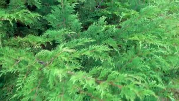 Powolny Ruch Zielonych Roślinach Iglastych Gałęziami Liśćmi Natura Tekstury Tła — Wideo stockowe