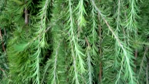 Passagem Lenta Plantas Coníferas Verdes Com Ramos Folhas Natureza Textura — Vídeo de Stock