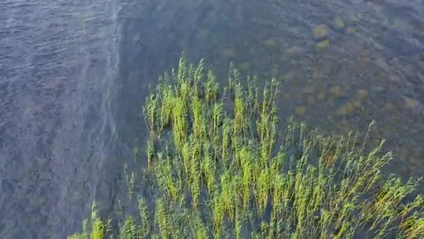 波と湖の上の空中ビューの緑の葦 湖で葦の列を見て トップ表示 — ストック動画