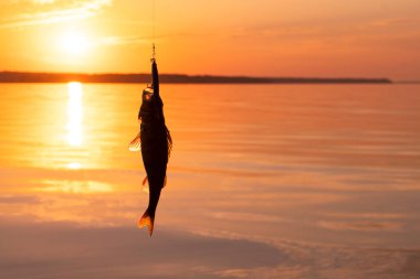 Bas oltaya takıldı. Balıkçı altın gün batımında nehir levreği bırakıyor. Göldeki balıkçı levreğe takıldı. Başarılı balıkçılık kavramı.