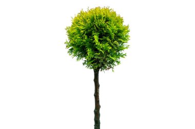 Thuja occidentalis smaragd kırpma yolu ile beyaz arkaplanda izole edildi. Yeşil thuja beyaz arka planda izole edilmiş. Evergreen kozalaklı ağaç. Selvi thuja
