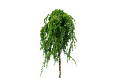 Ardıç ağacı beyaz arkaplanda izole edilmiş. Yeşil ardıç beyaz arka planda izole edildi. Bitmeyen yeşil kozalaklı ağaç. 