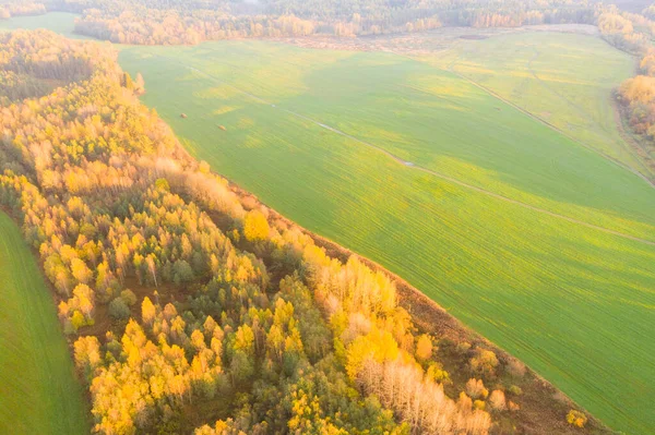 Aerial view of agricultural green field. Plowed agricultural field. Aerial view autumn field. Agricultural land. Rural andscape top view.