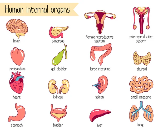 Menselijke Interne Organen Vector Set Cartoon Stijl Illustratie Van Interne Stockillustratie